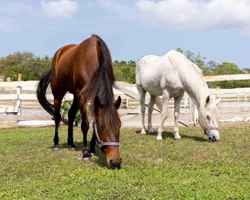 Tampa Bay Oasis Leilighet Tarpon Springs Eksteriør bilde