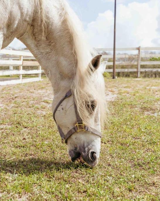 Tampa Bay Oasis Leilighet Tarpon Springs Eksteriør bilde